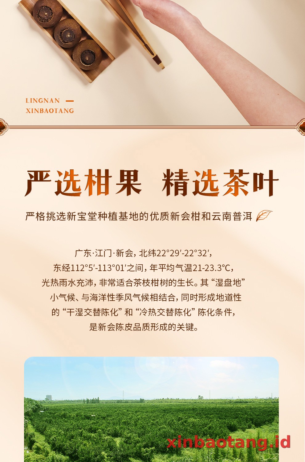 Xinbaotang Ganpu Teh Da Hong Gan Gift Box 500g