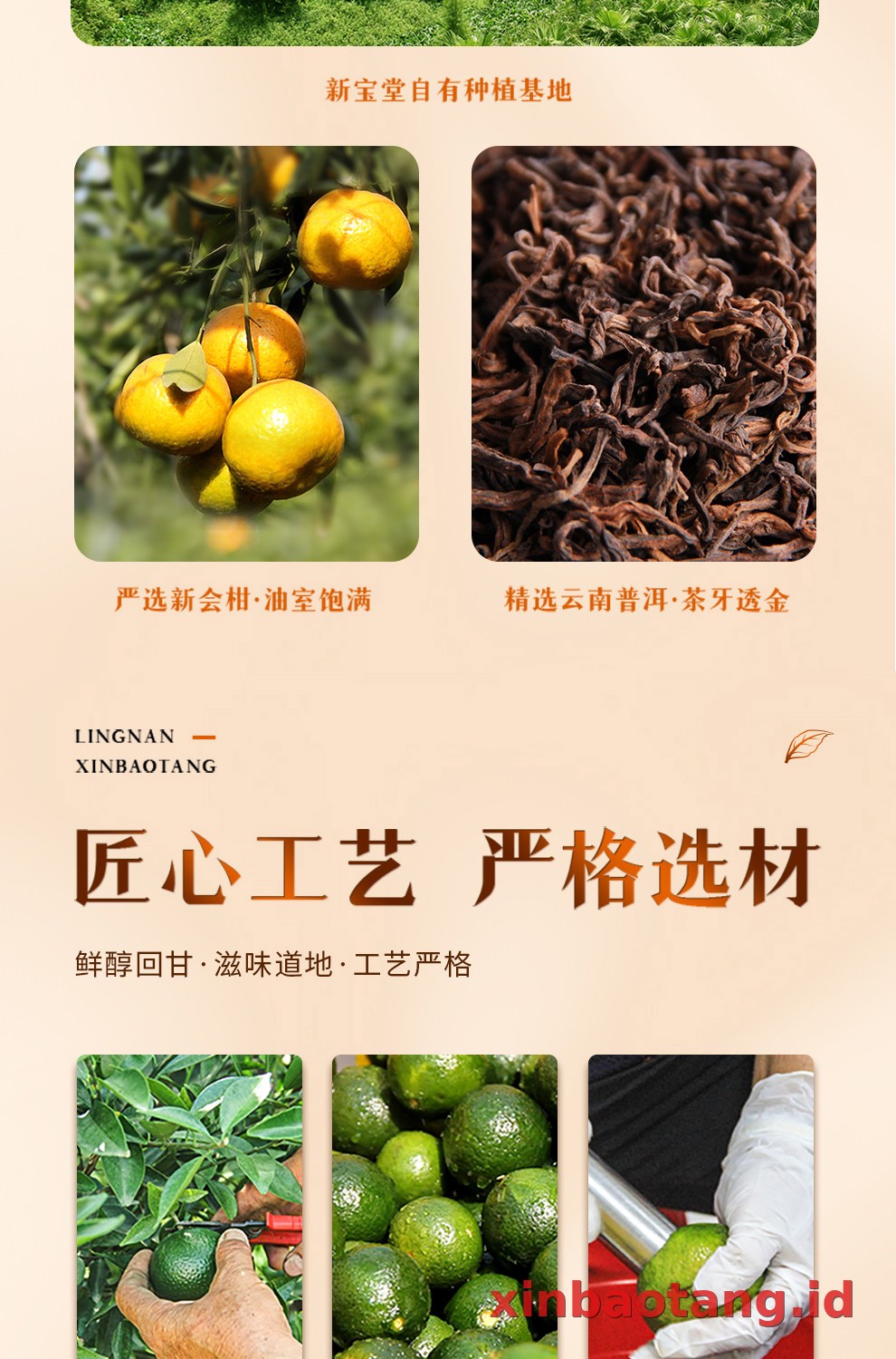 Xinbaotang Ganpu Teh Da Hong Gan Gift Box 500g