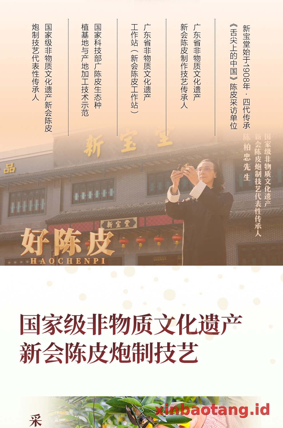 Xinbaotang Chenpi Kering Gift Box 50g