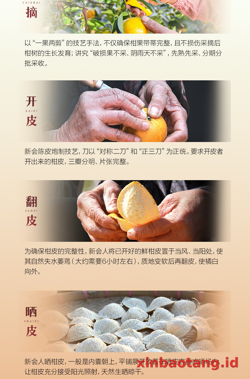 Xinbaotang Chenpi Kering Gift Box 50g
