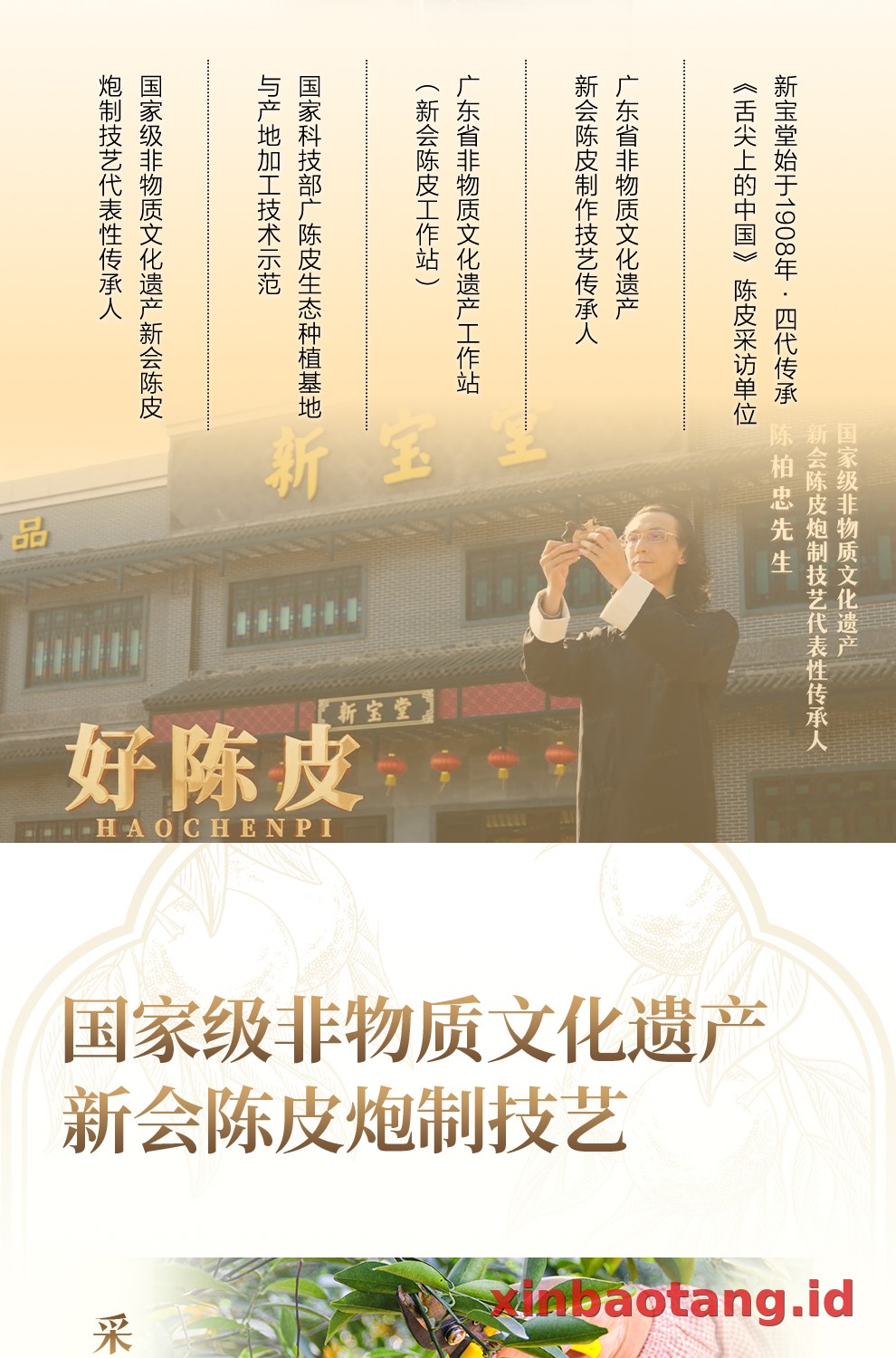 Xinbaotang Chenpi Kering Gift Box 50g