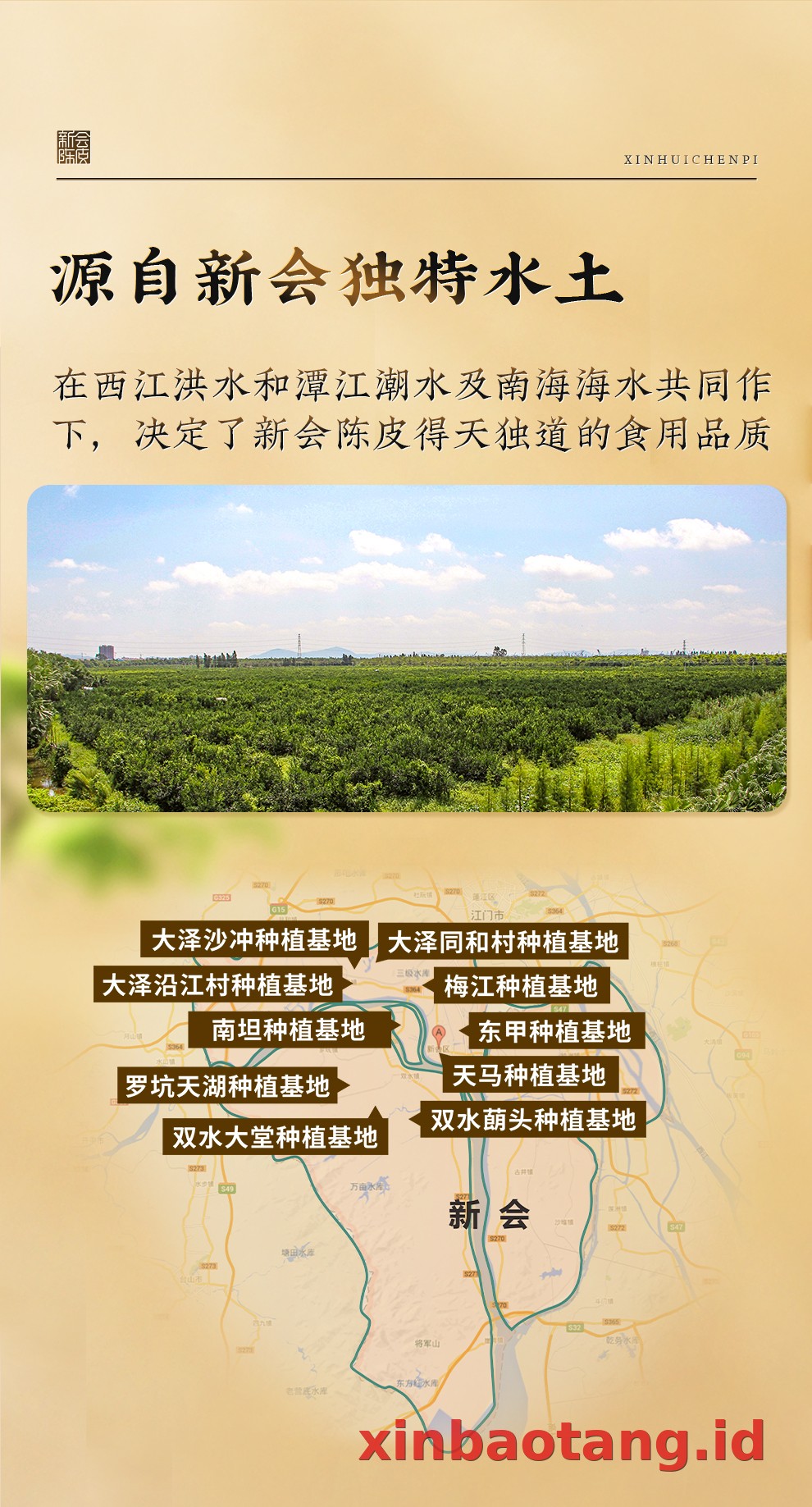 Xinbaotang Chenpi Kering Kaleng 150g