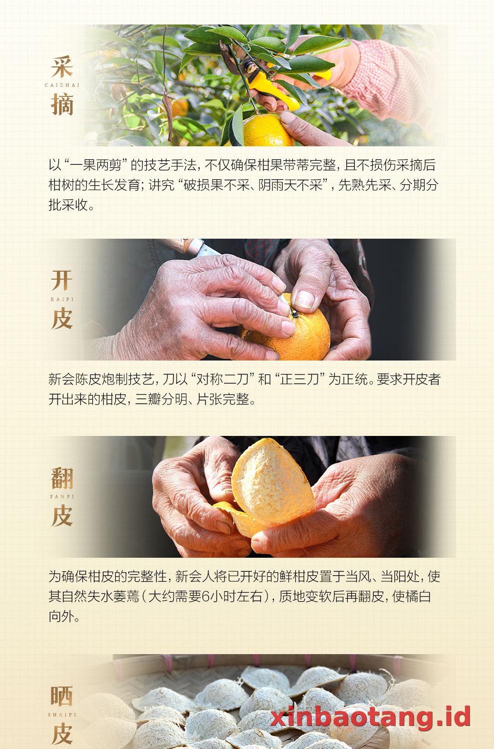 Xinbaotang Chenpi Kering Gift Box 100g