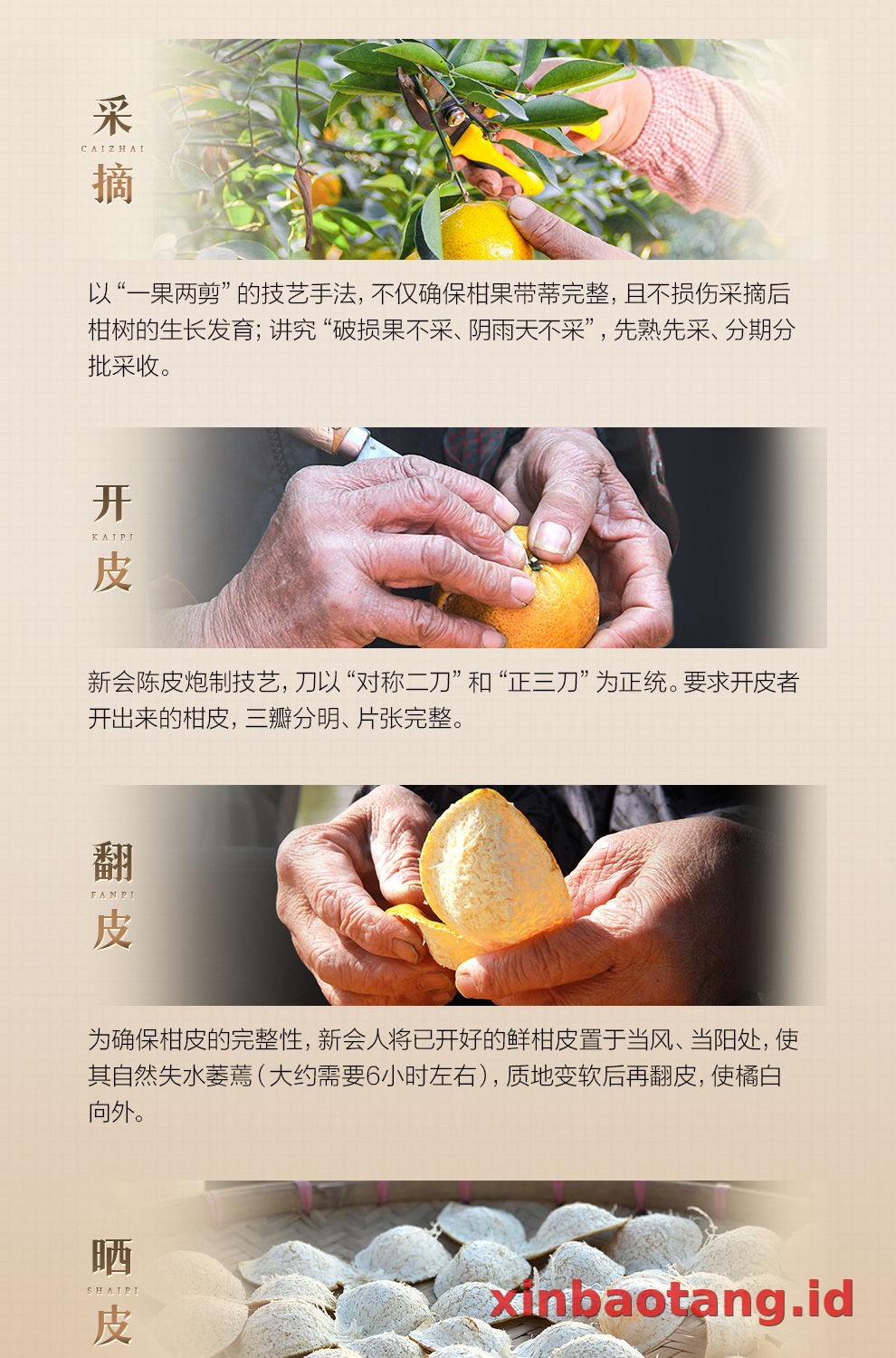 Xinbaotang Chenpi Kering Gift Box 100g