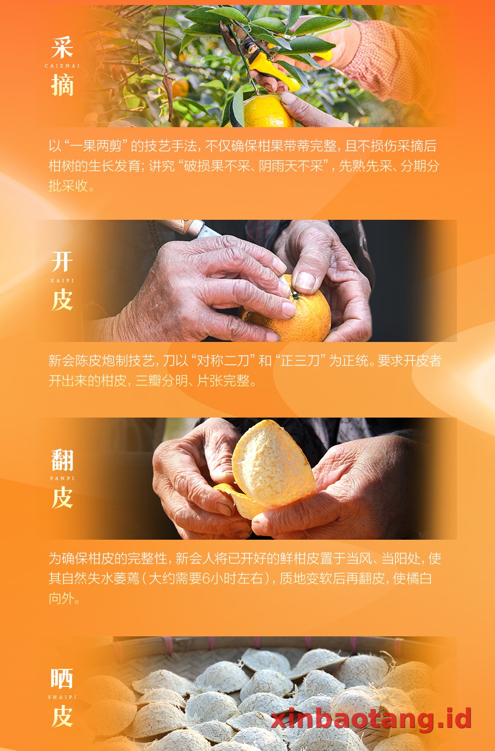 Xinbaotang Chenpi Kering 30g