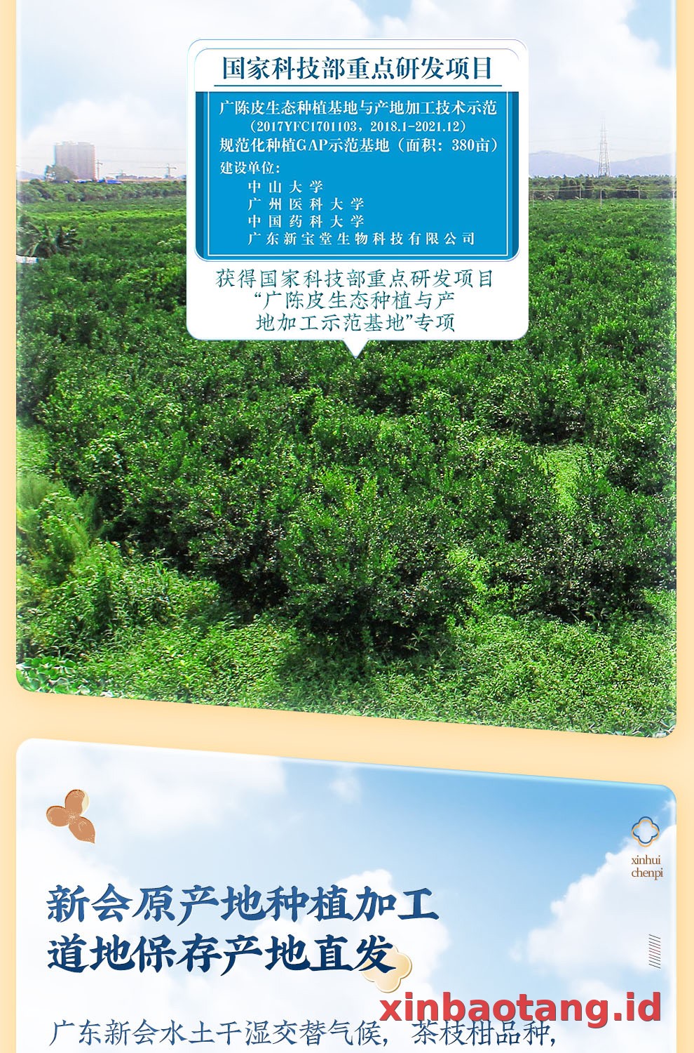 Xinbaotang Chenpi Kering Kristal 50g