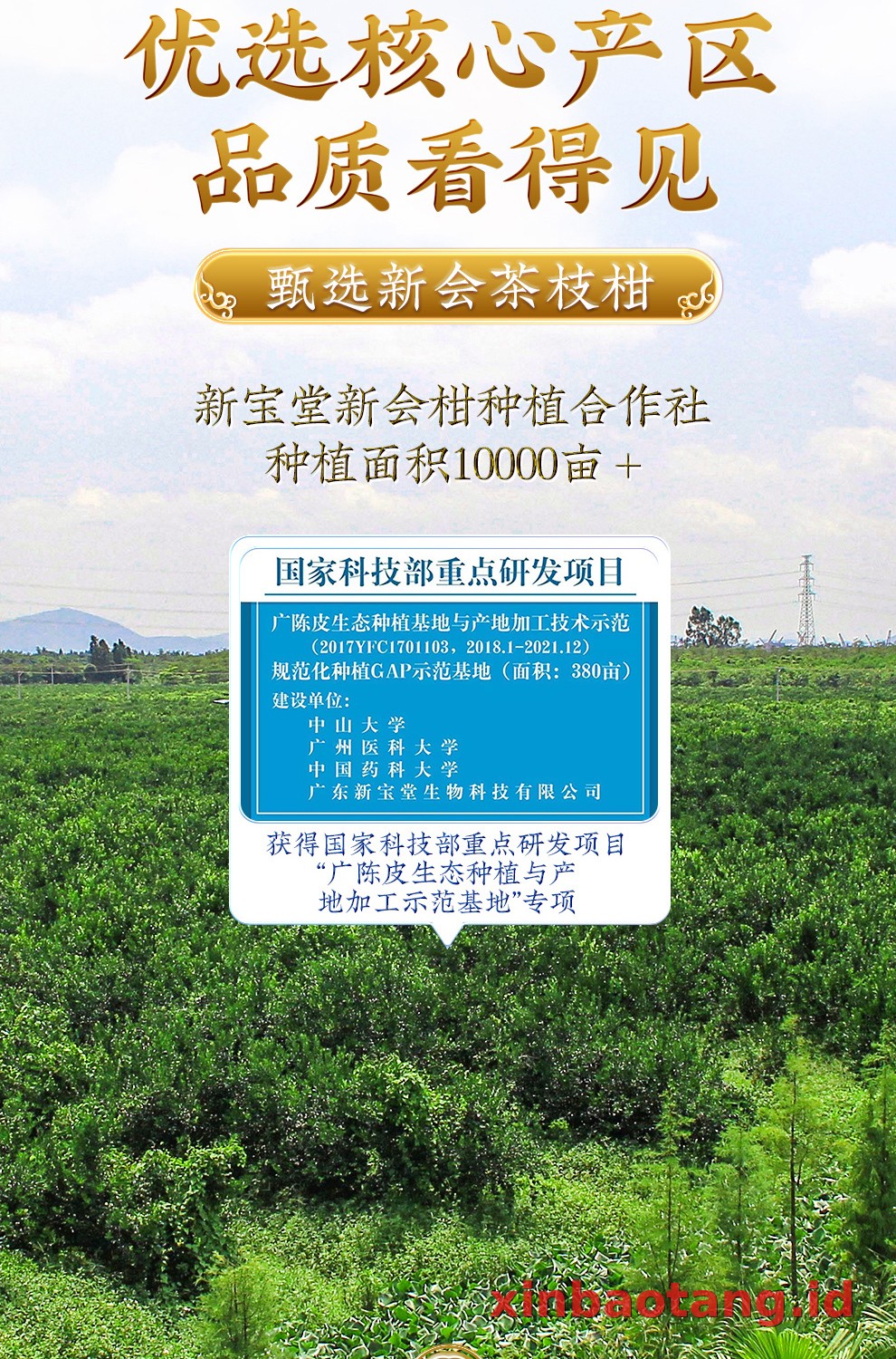Xinbaotang Chenpi Kering 15 Tahun Porselen Biru-Putih 100g