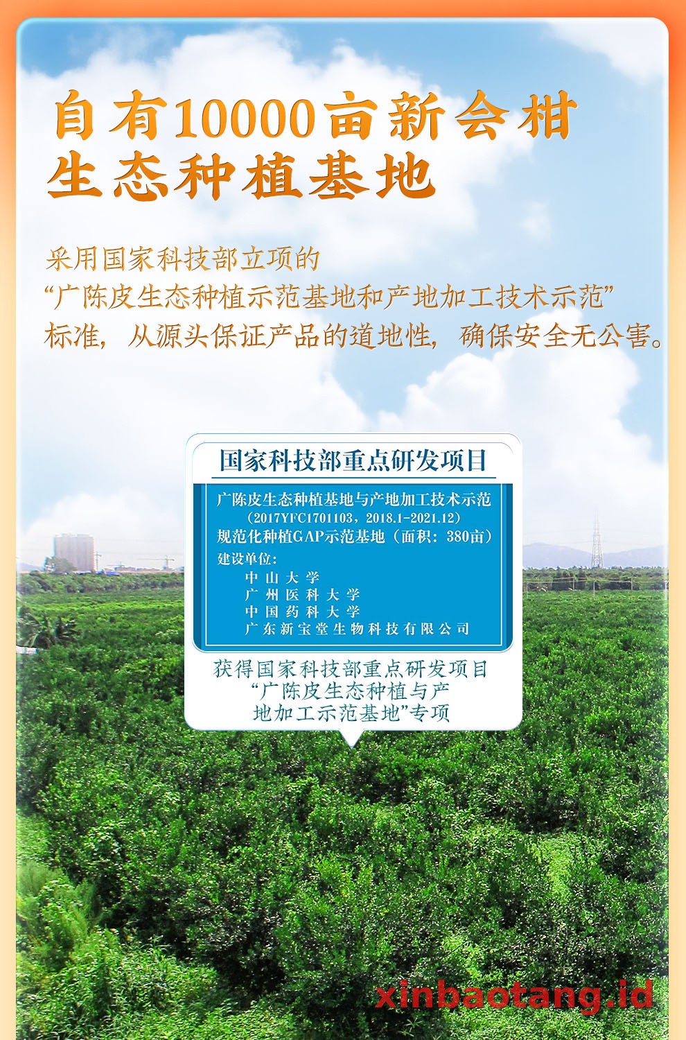 Xinbaotang Chenpi Kering Kristal 50g