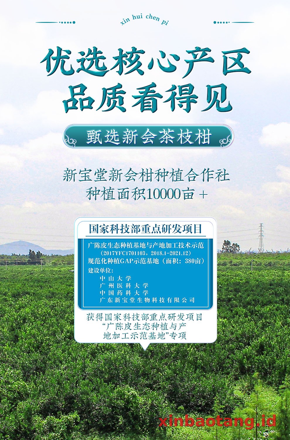 Xinbaotang Chenpi Kering 18 Tahun Porselen Biru-Putih 100g