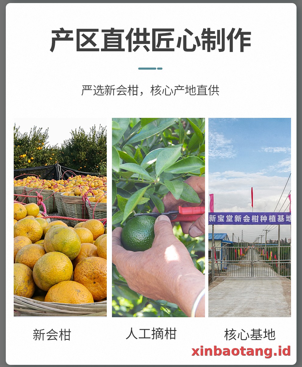 Xinbaotang Ganpu Teh Da Hong Gan 30g