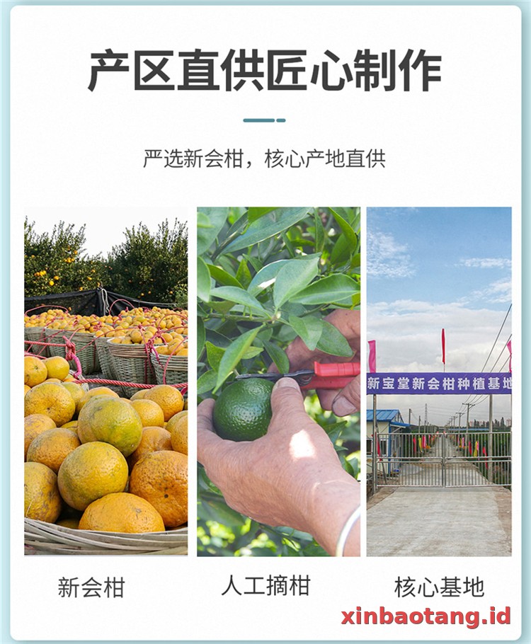 Xinbaotang Ganpu Teh Da Hong Gan 38g
