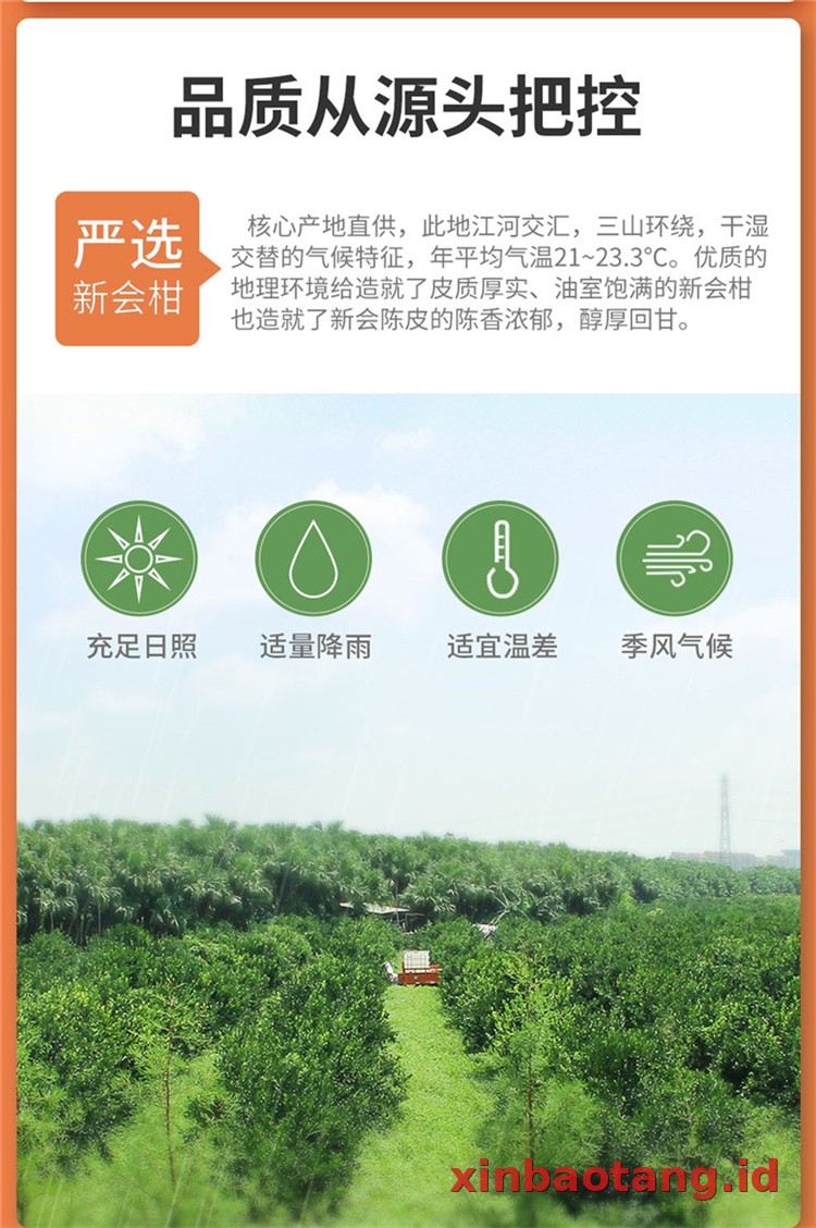 Xinbaotang Ganpu Teh Da Hong Gan 35g