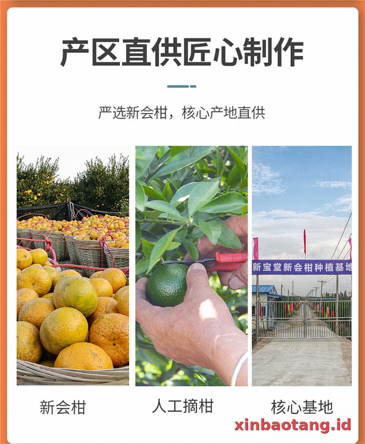 Xinbaotang Ganpu Teh Da Hong Gan 35g