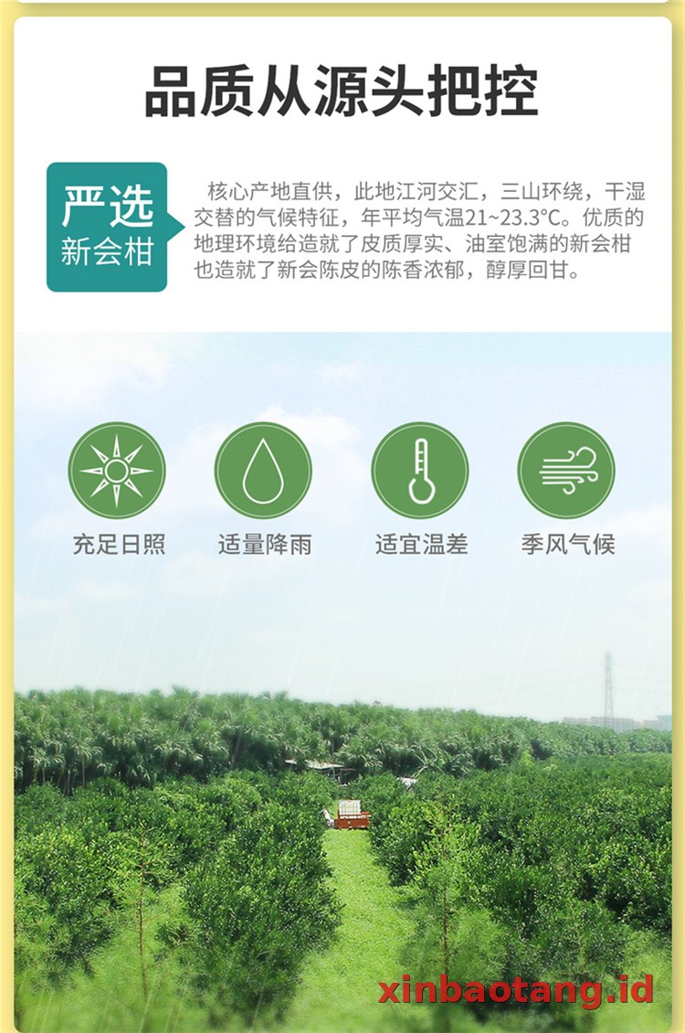 Xinbaotang Ganpu Teh Da Hong Gan 30g