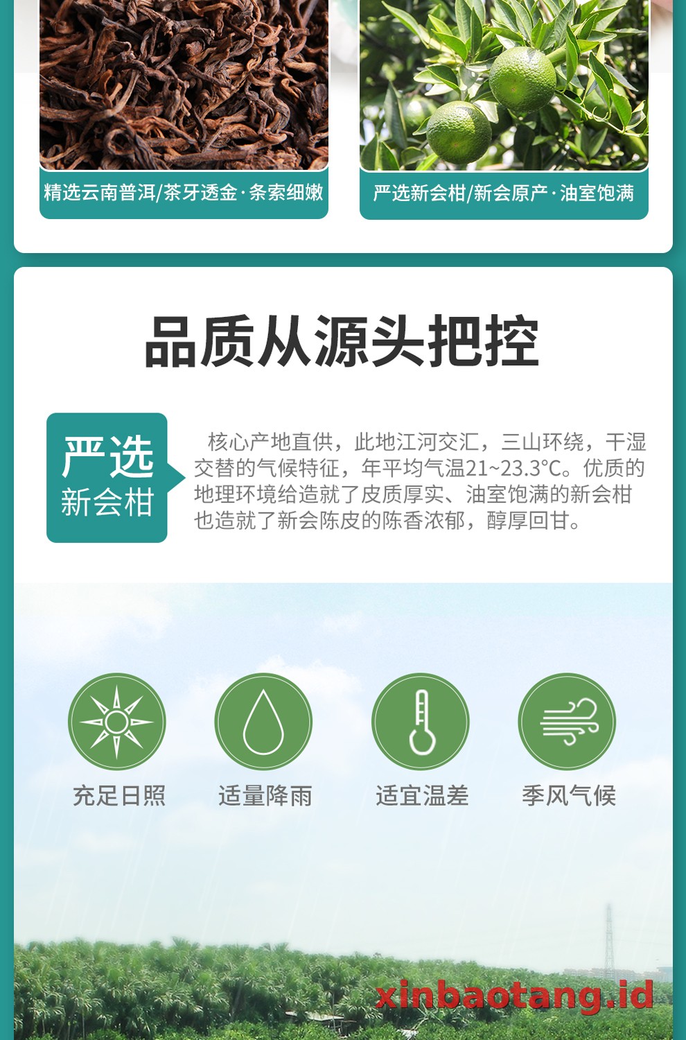 Xinbaotang Ganpu Teh Qing Pi Muda 15g