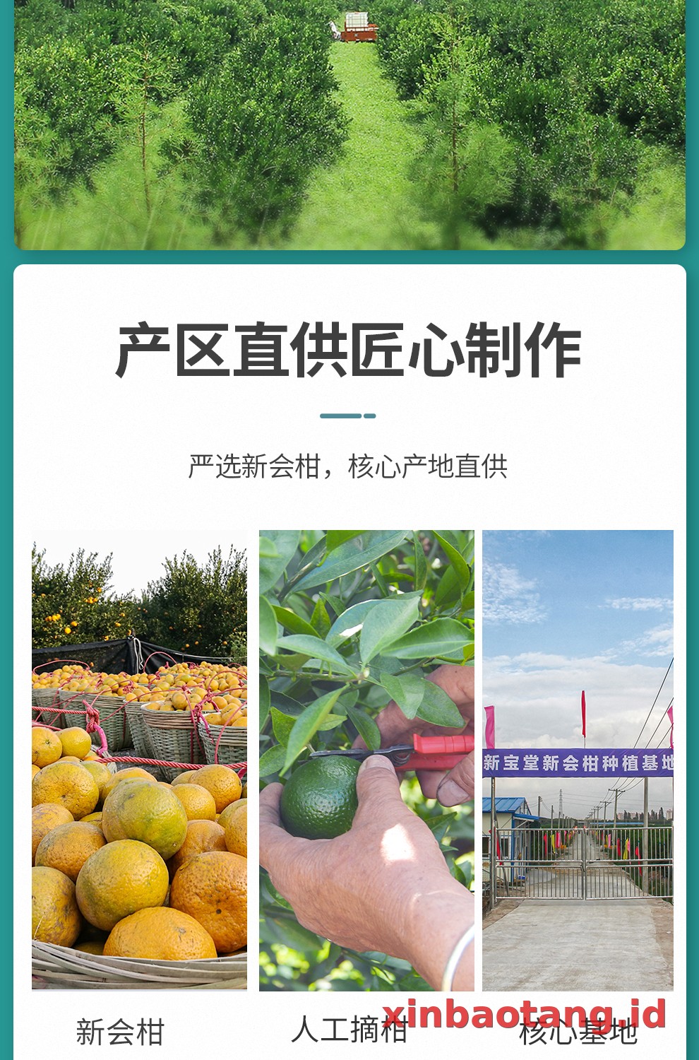 Xinbaotang Ganpu Teh Qing Pi Muda 15g