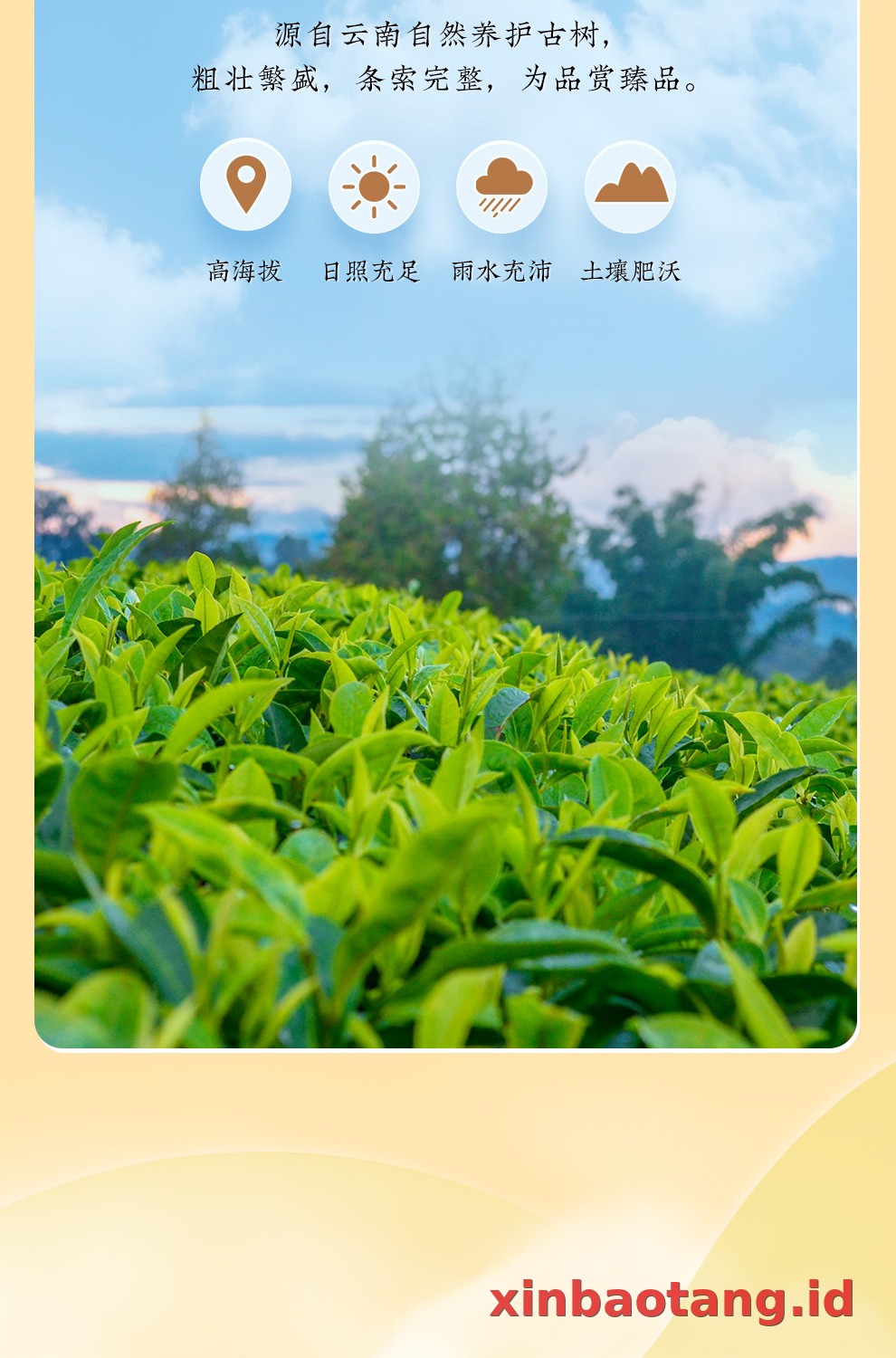 Xinbaotang Ganpu Teh Pu-erh Gift Box 200g