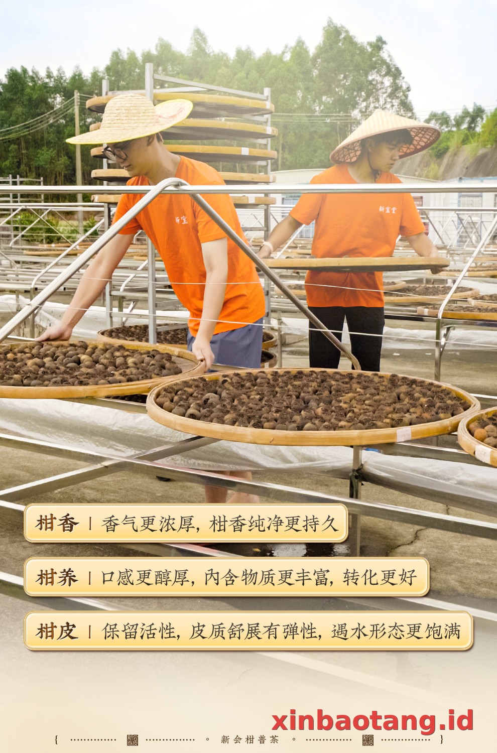 Xinbaotang Ganpu Teh Pu-erh Gift Box 200g