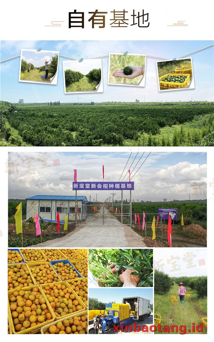 Xinbaotang Chenpu Teh Gift Box 108g