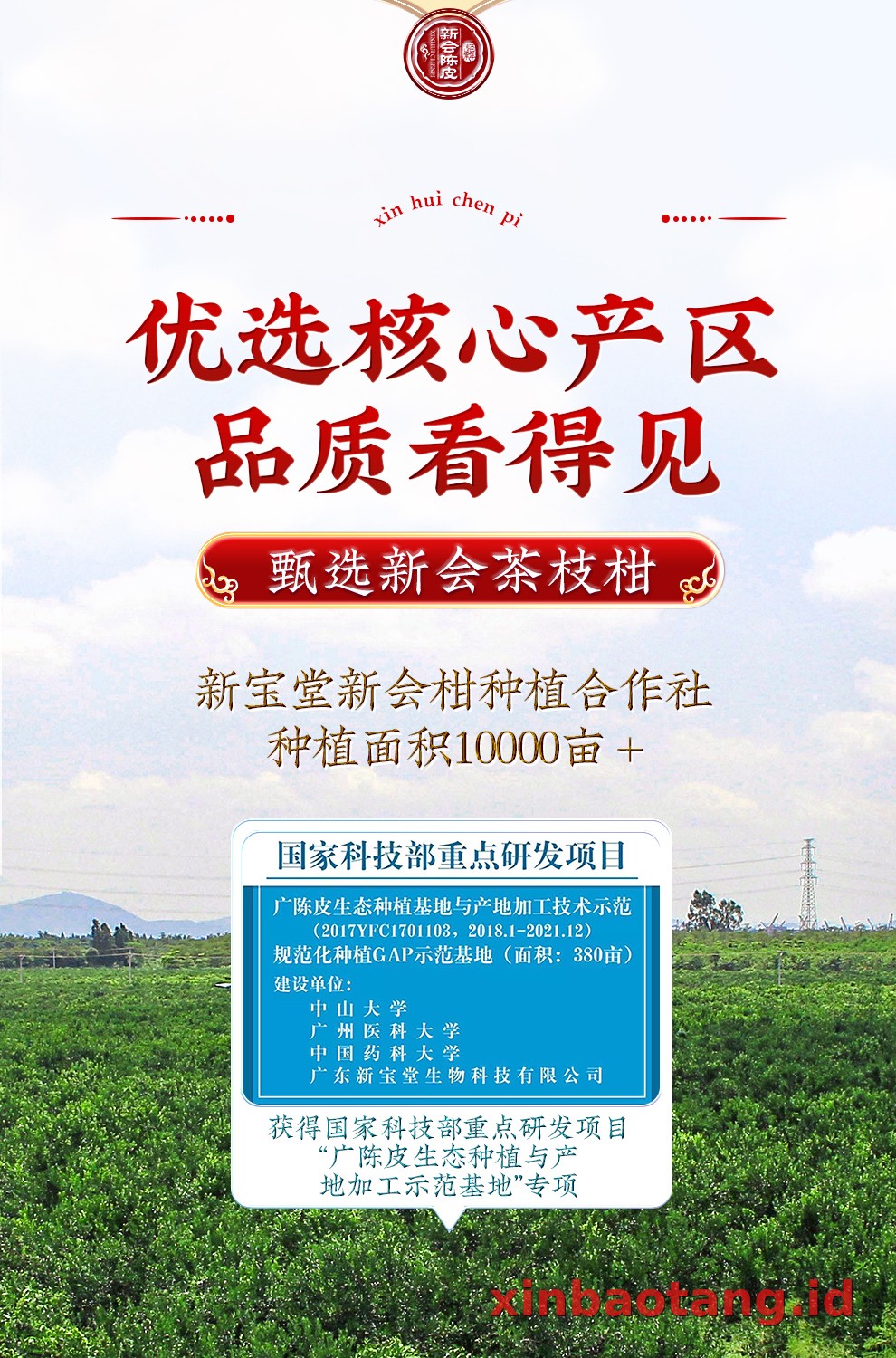 Xinbaotang Chenpi Kering 20 Tahun Porselen Biru-Putih 100g