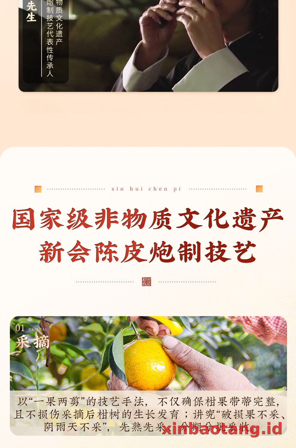 Xinbaotang Chenpi Kering Kaleng 50g