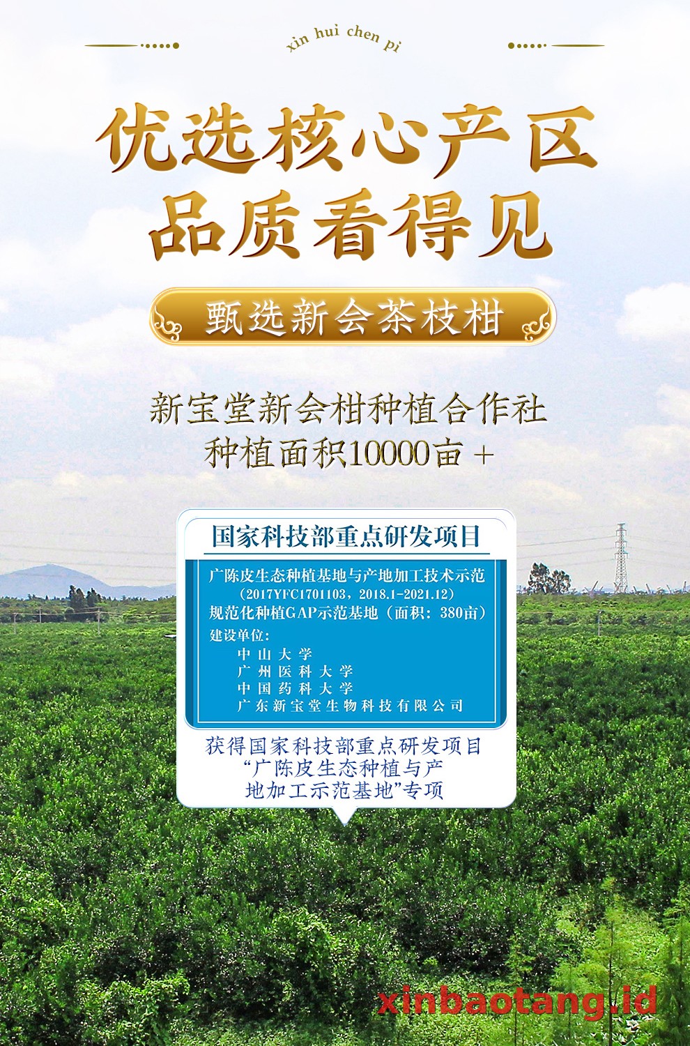 Xinbaotang Chenpi Kering Porselen Biru-Putih 200g